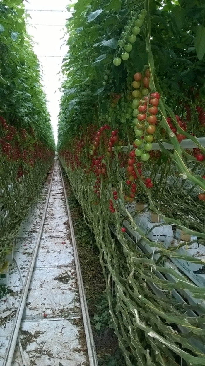 Besuch der Tomatengärtnerei Steiner in Kirchweidach